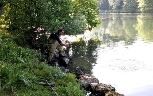 Arrachage des herbes envahissantes...