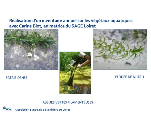 Les algues invasives...
