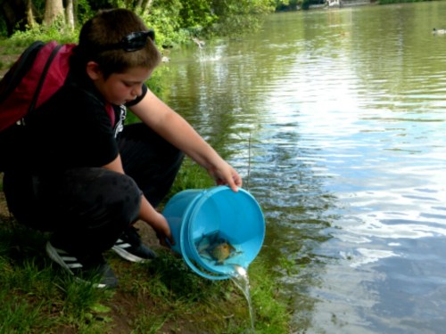 Remise à l'eau de tous les poissons après la pesée...