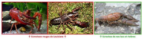 Cliquez sur l'image pour l'agrandir...